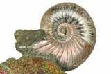 Iridescent Pyritized Ammonite (Quenstedticeras) Fossil Display #368829-1